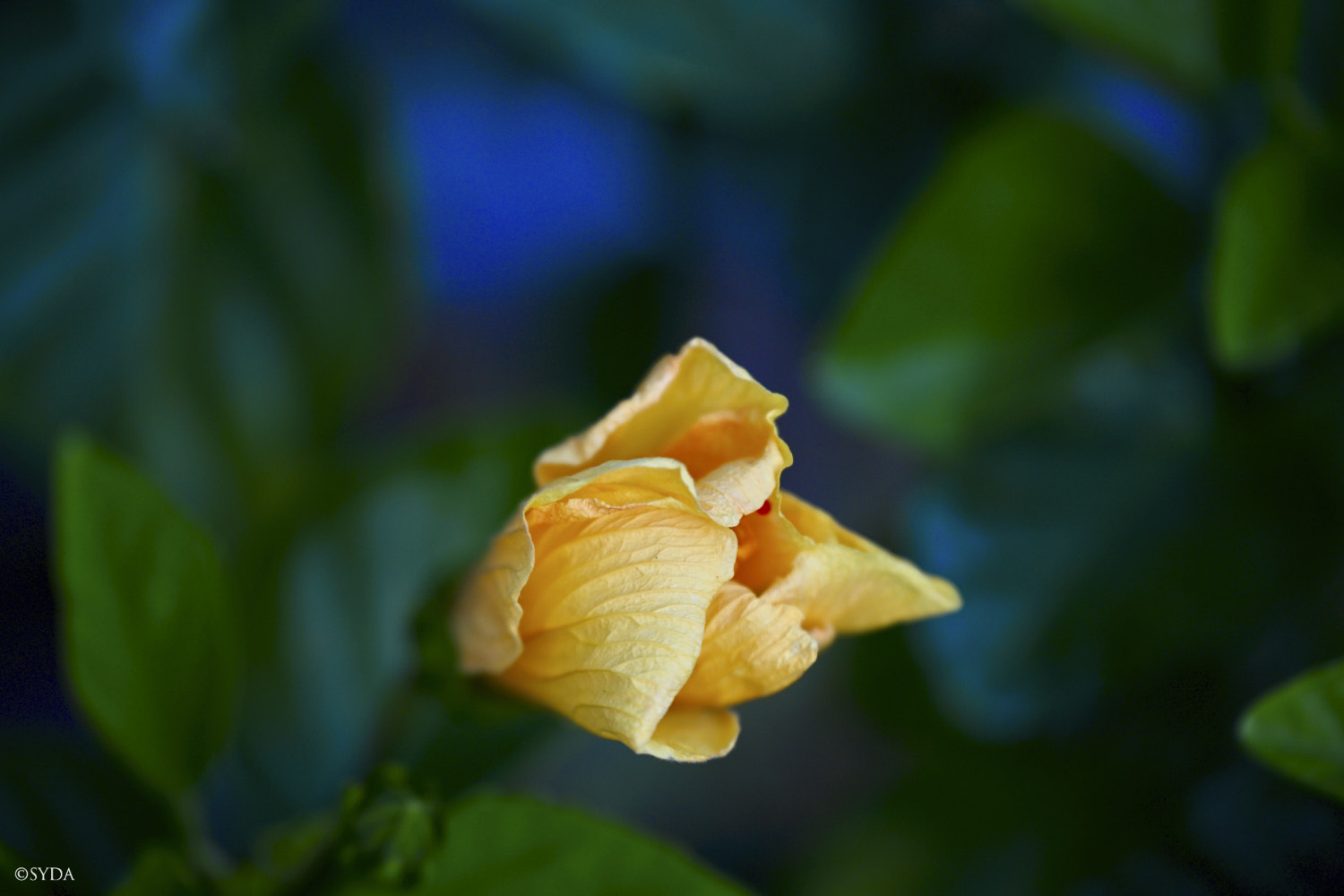 Nature Image