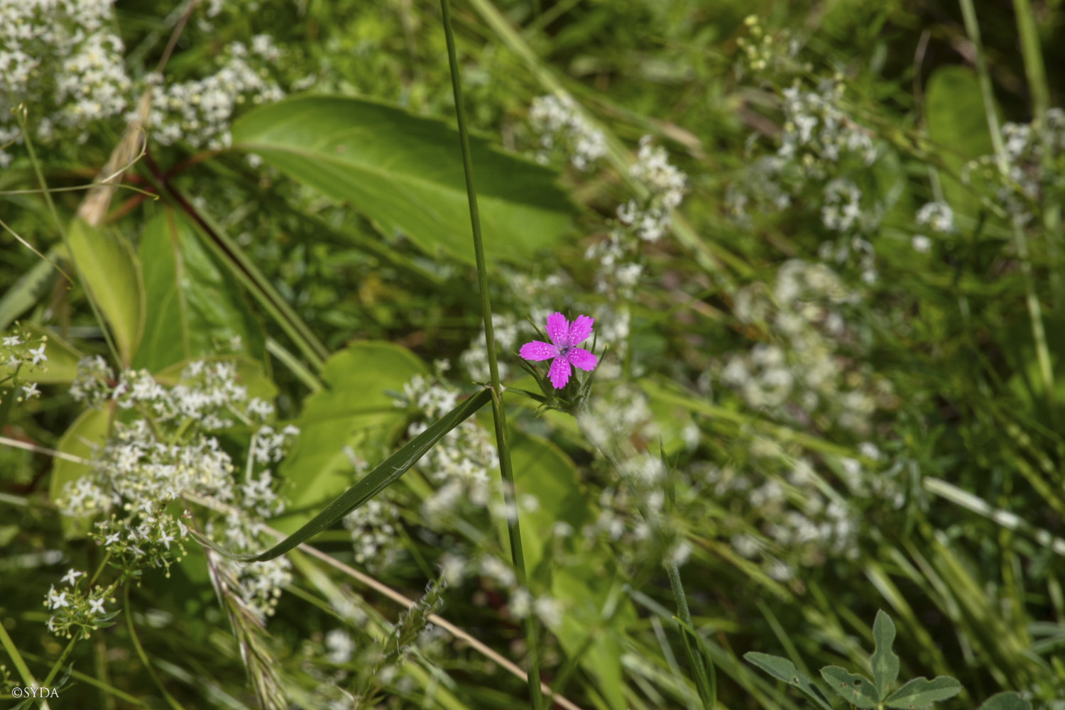 Nature Image