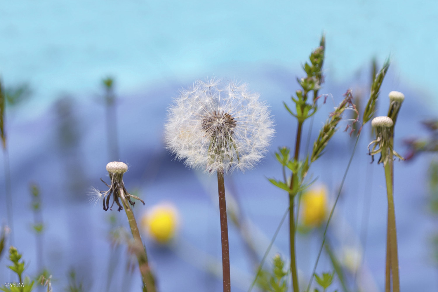 Nature Image