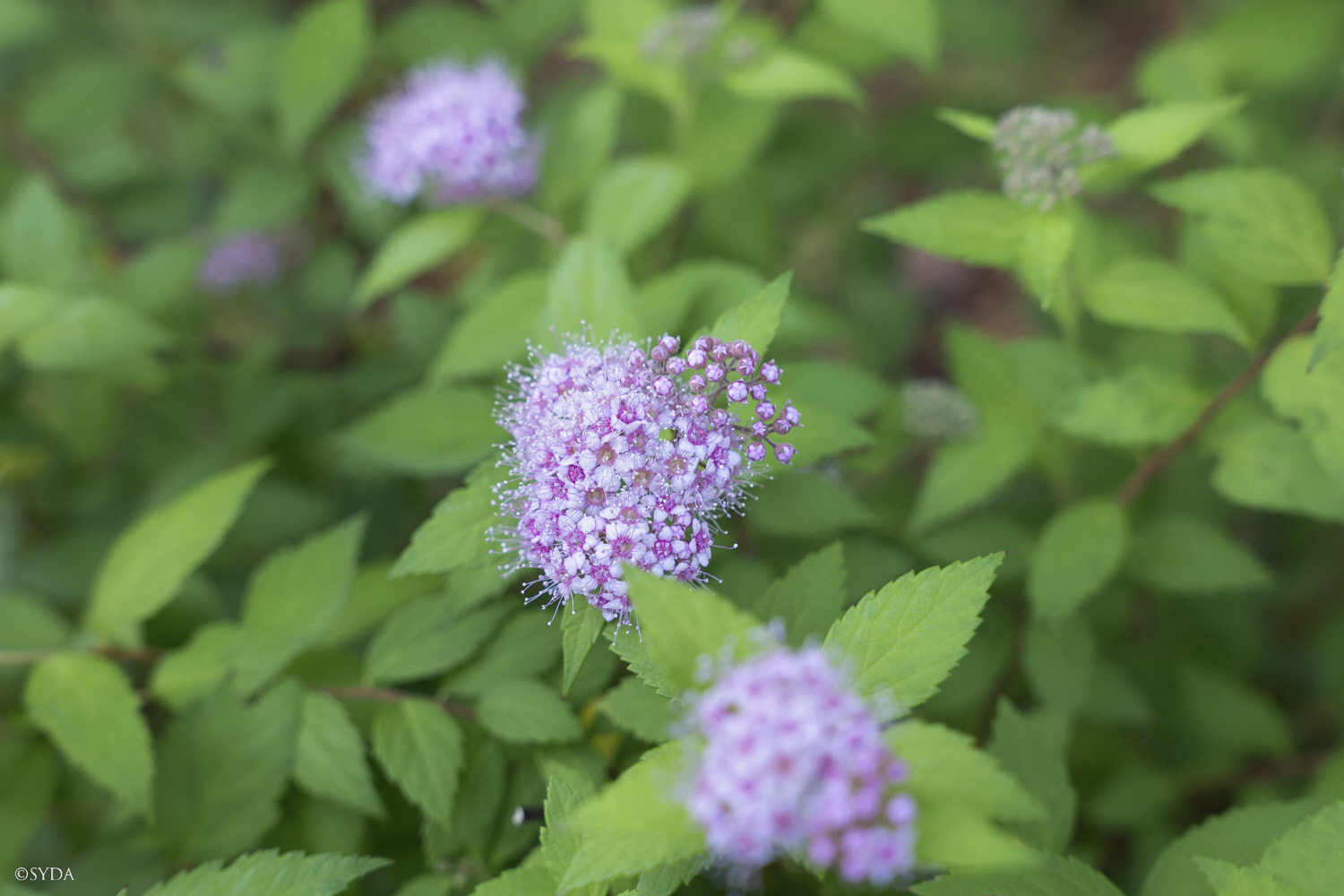 Nature Image