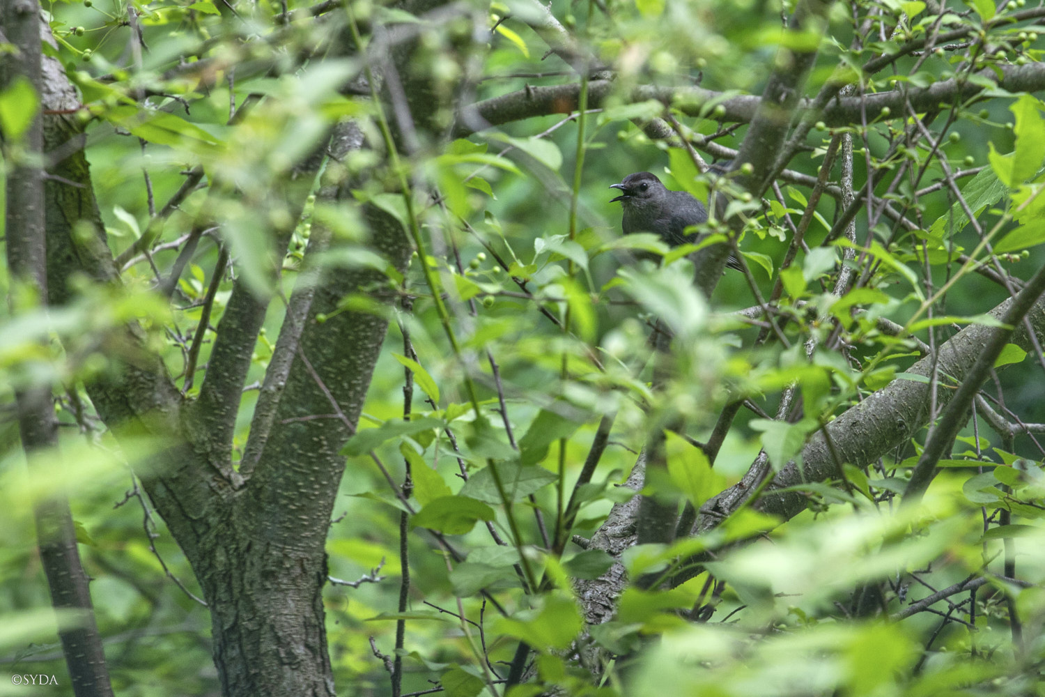 Nature Image