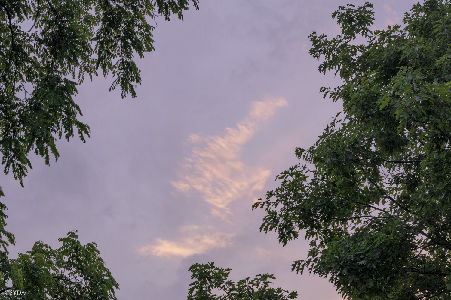 Nature Image