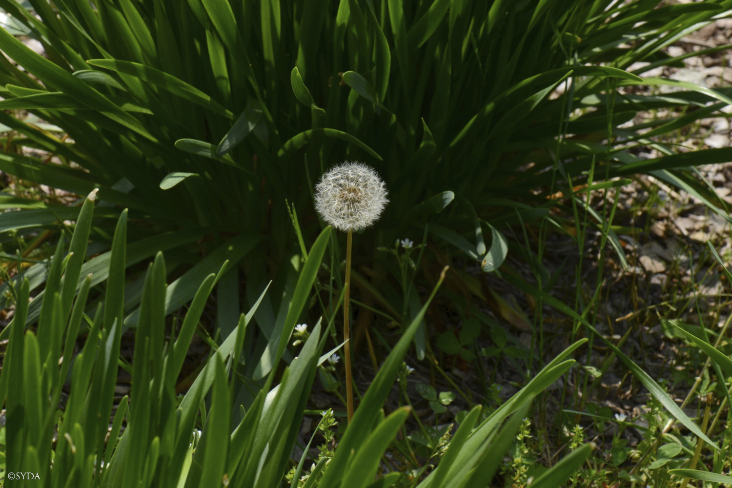 Nature Image