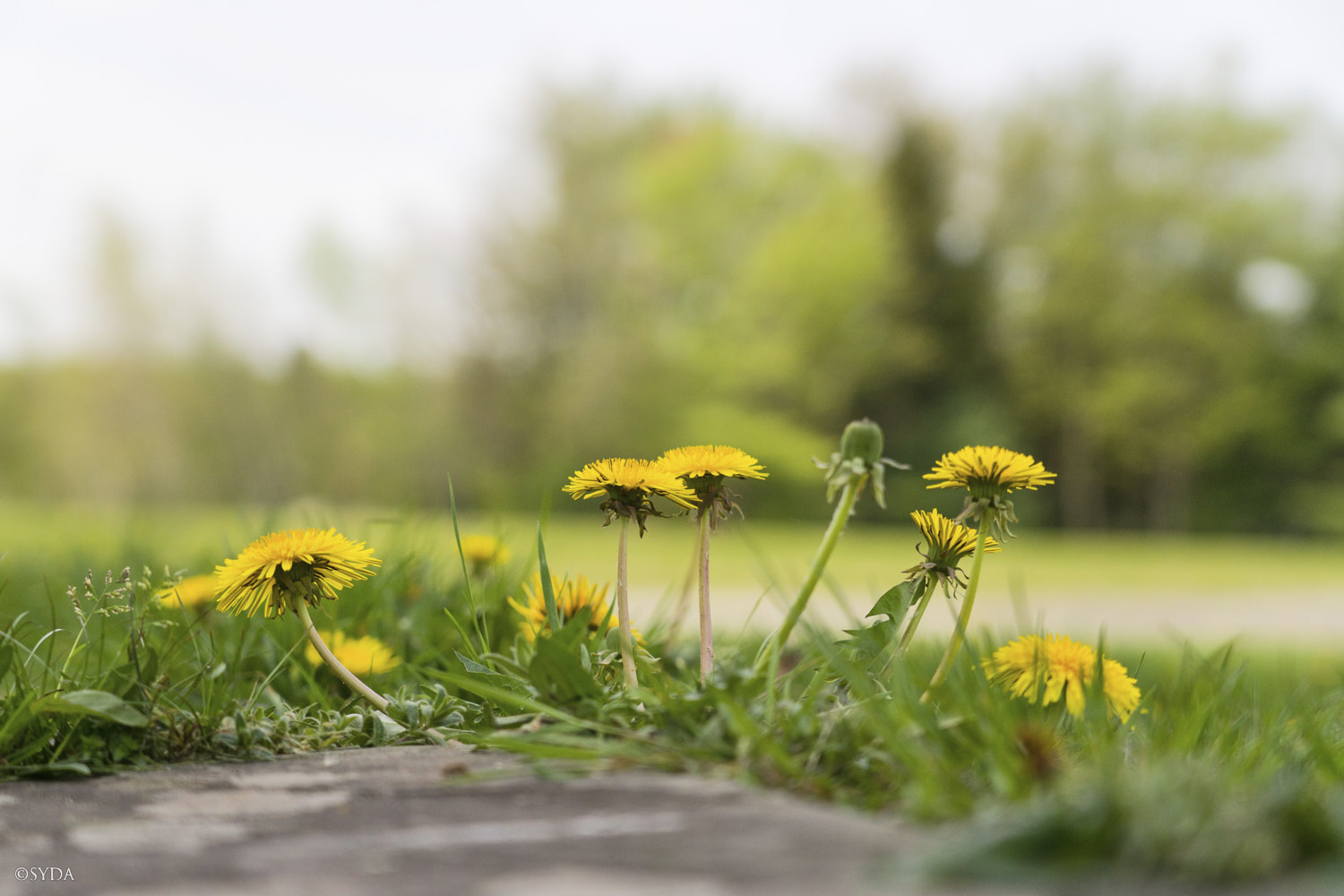 Nature Image