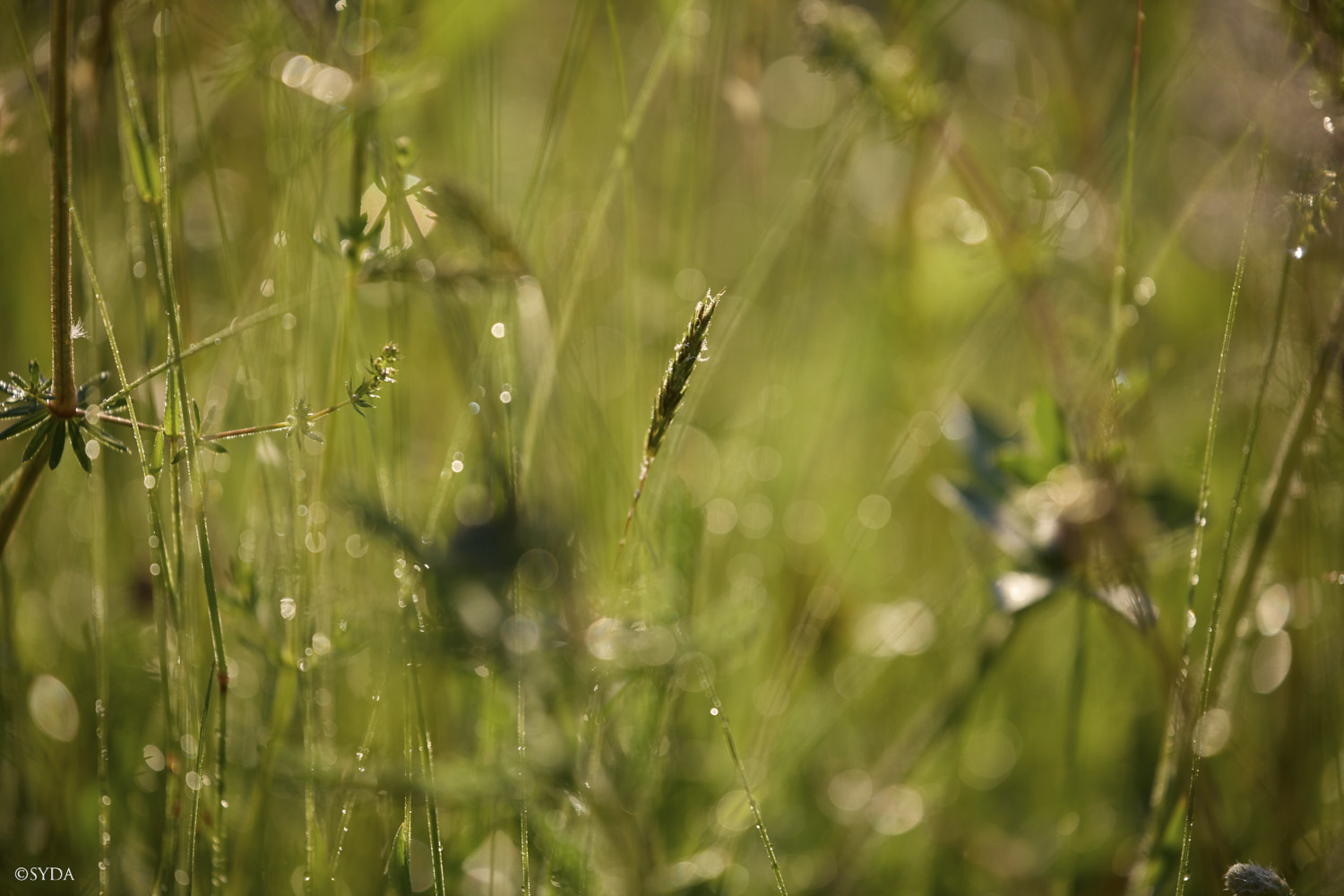 Nature Image