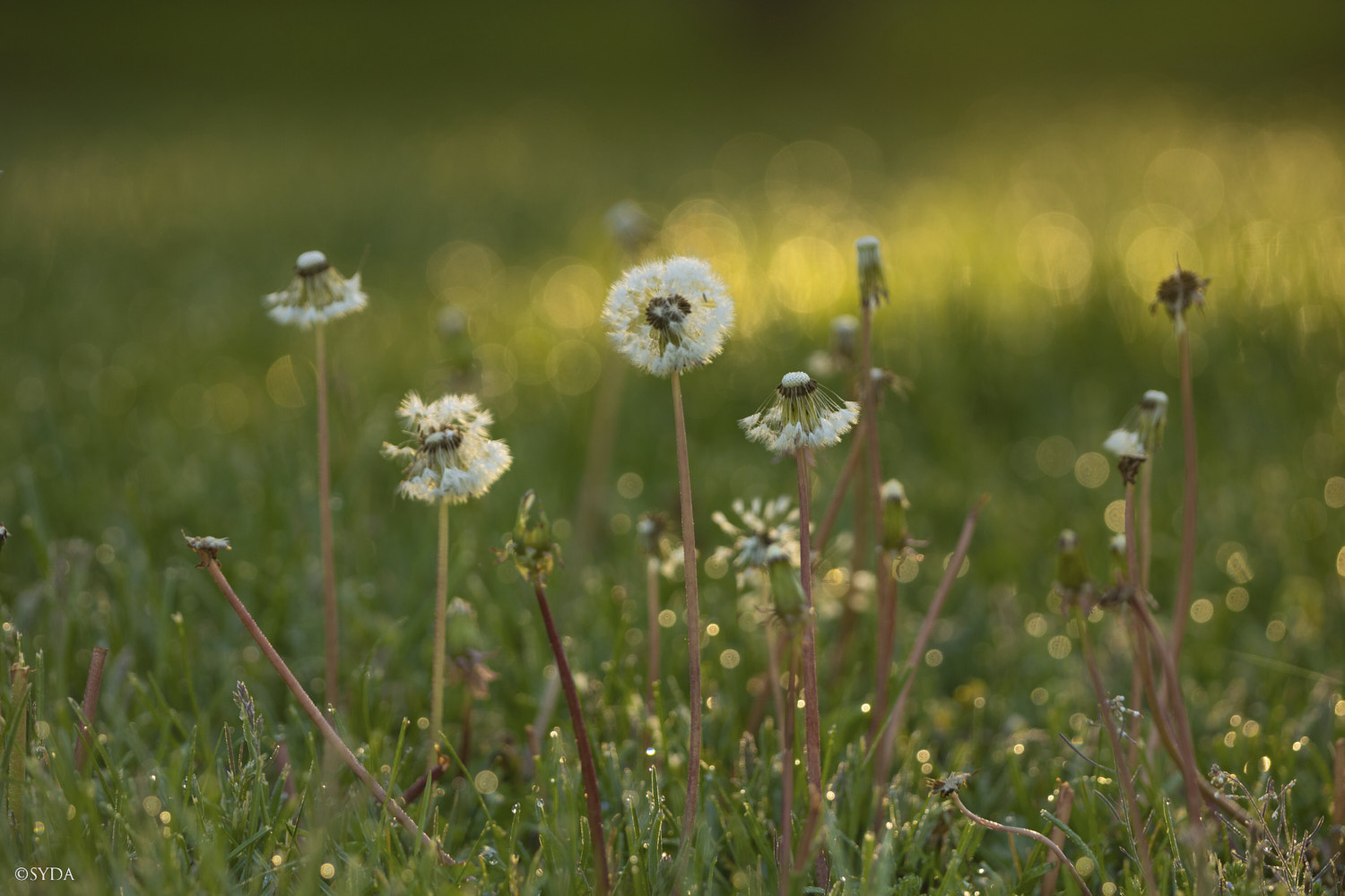 Nature Image