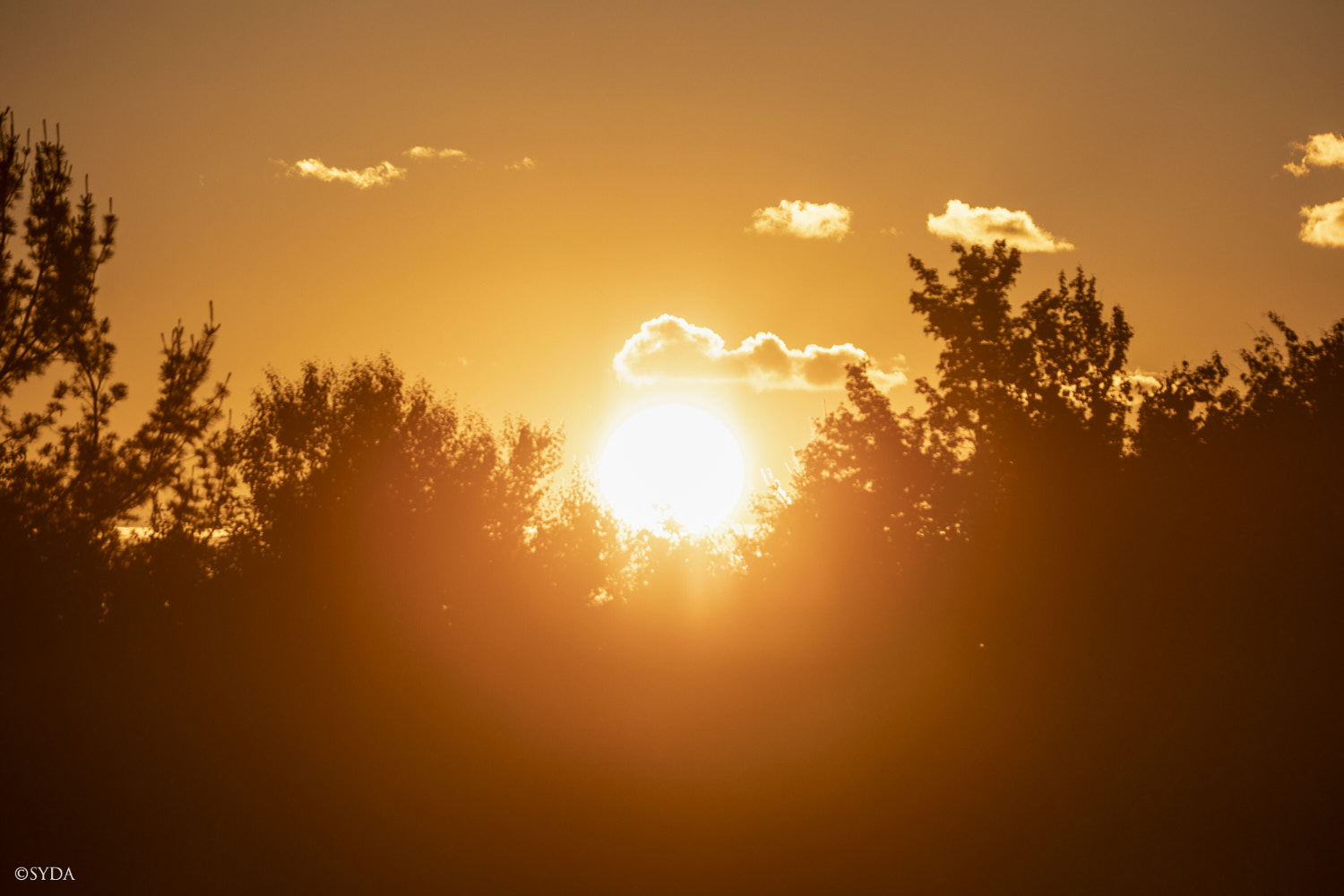 Nature Image