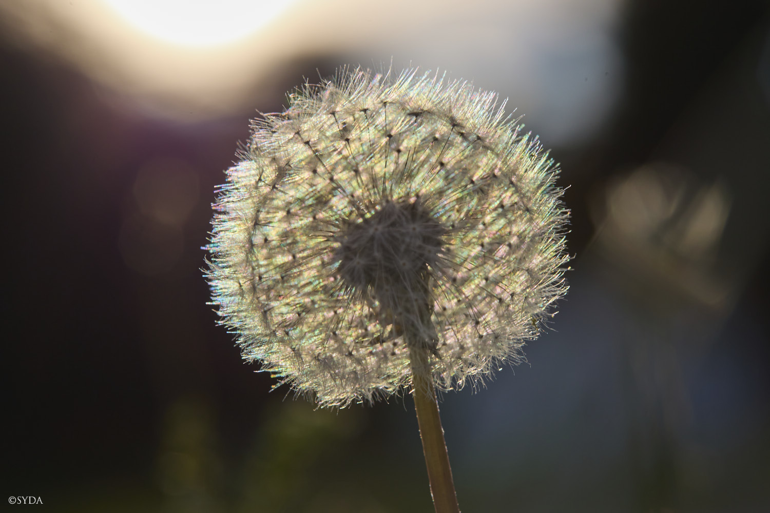 Nature Image