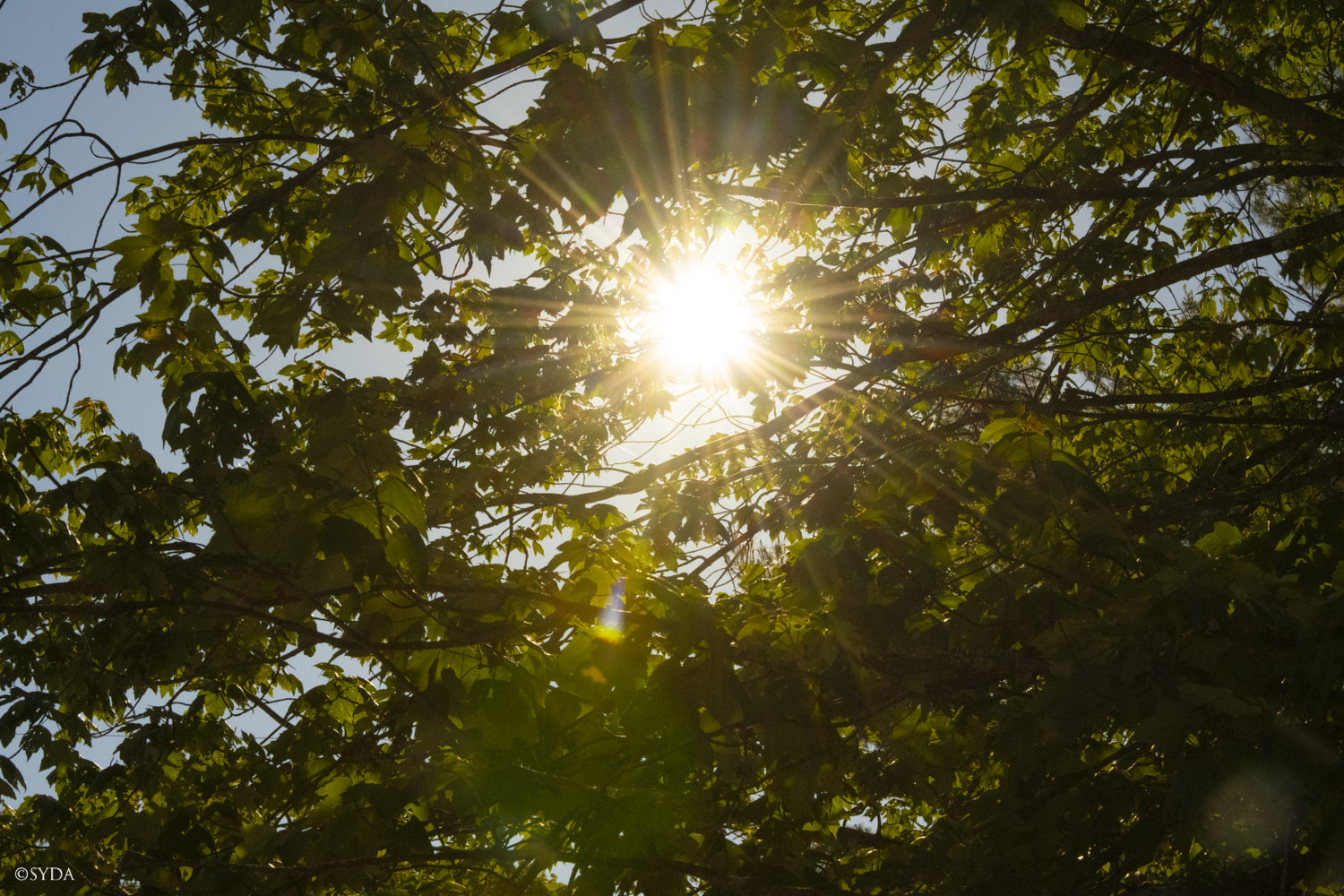 Nature Image