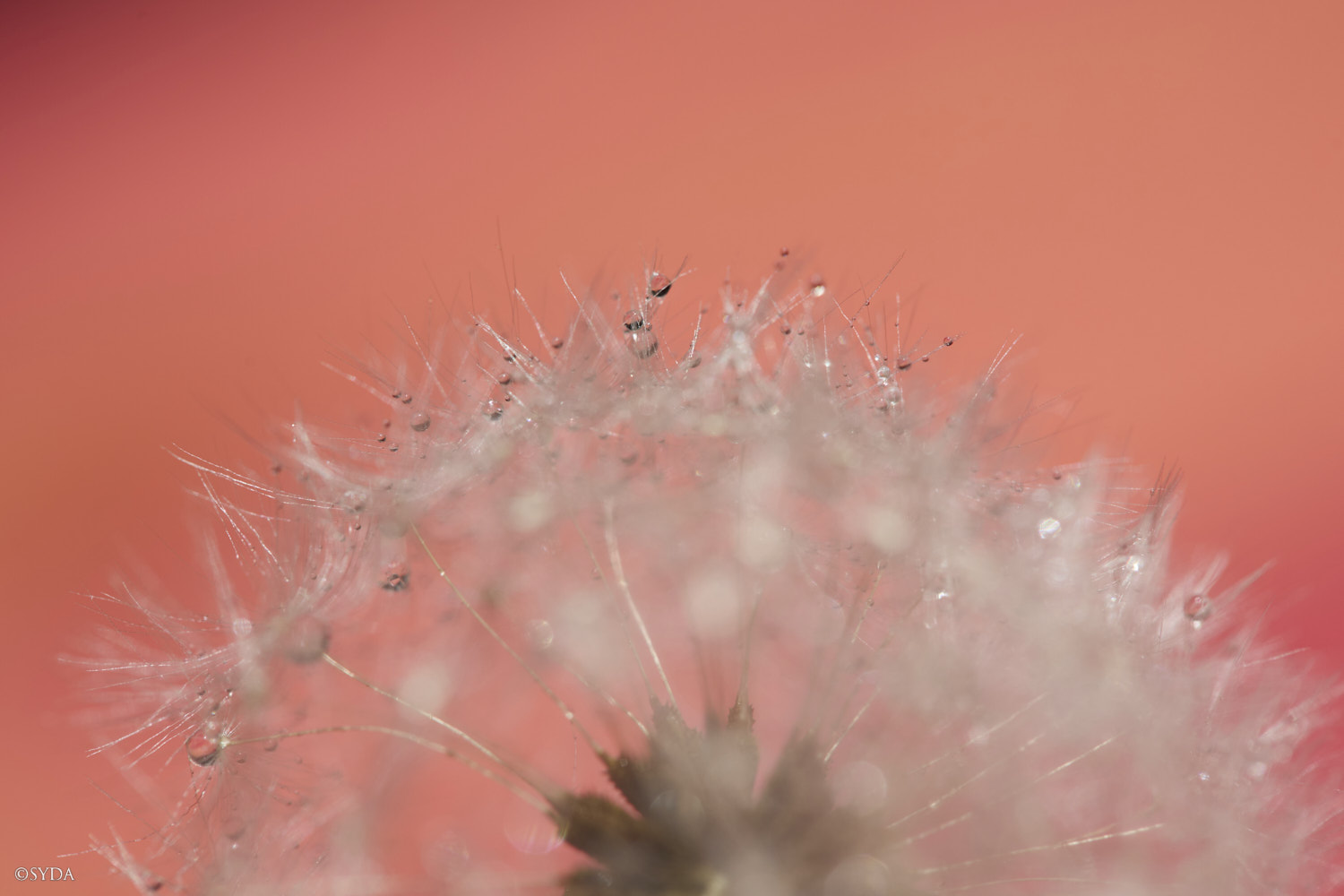 Nature Image