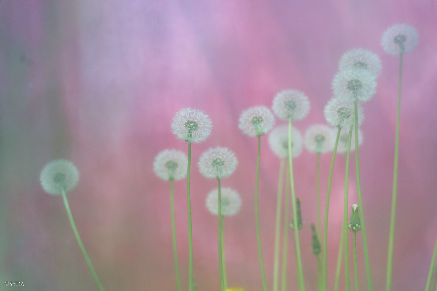 Nature Image