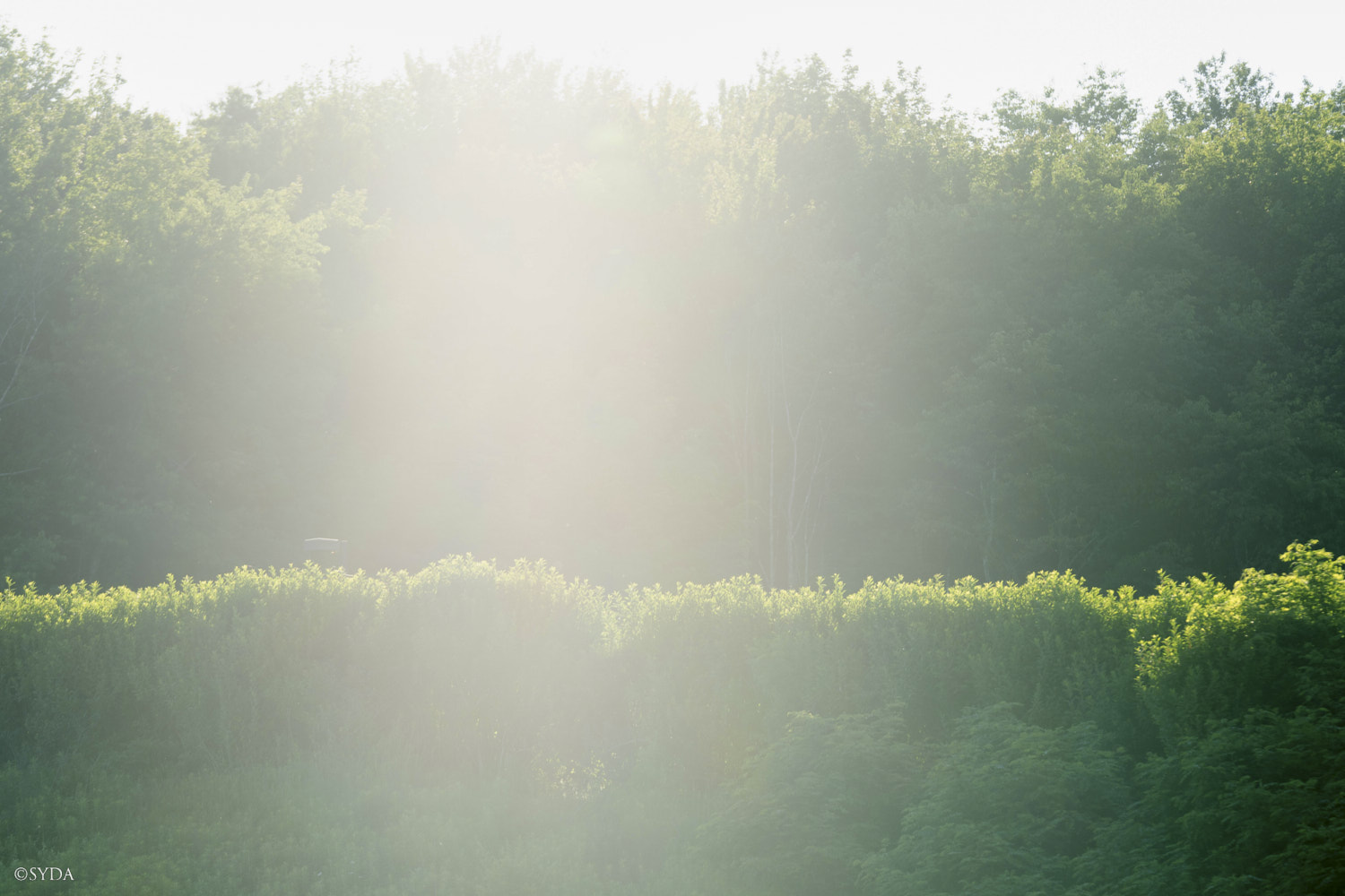 Nature Image