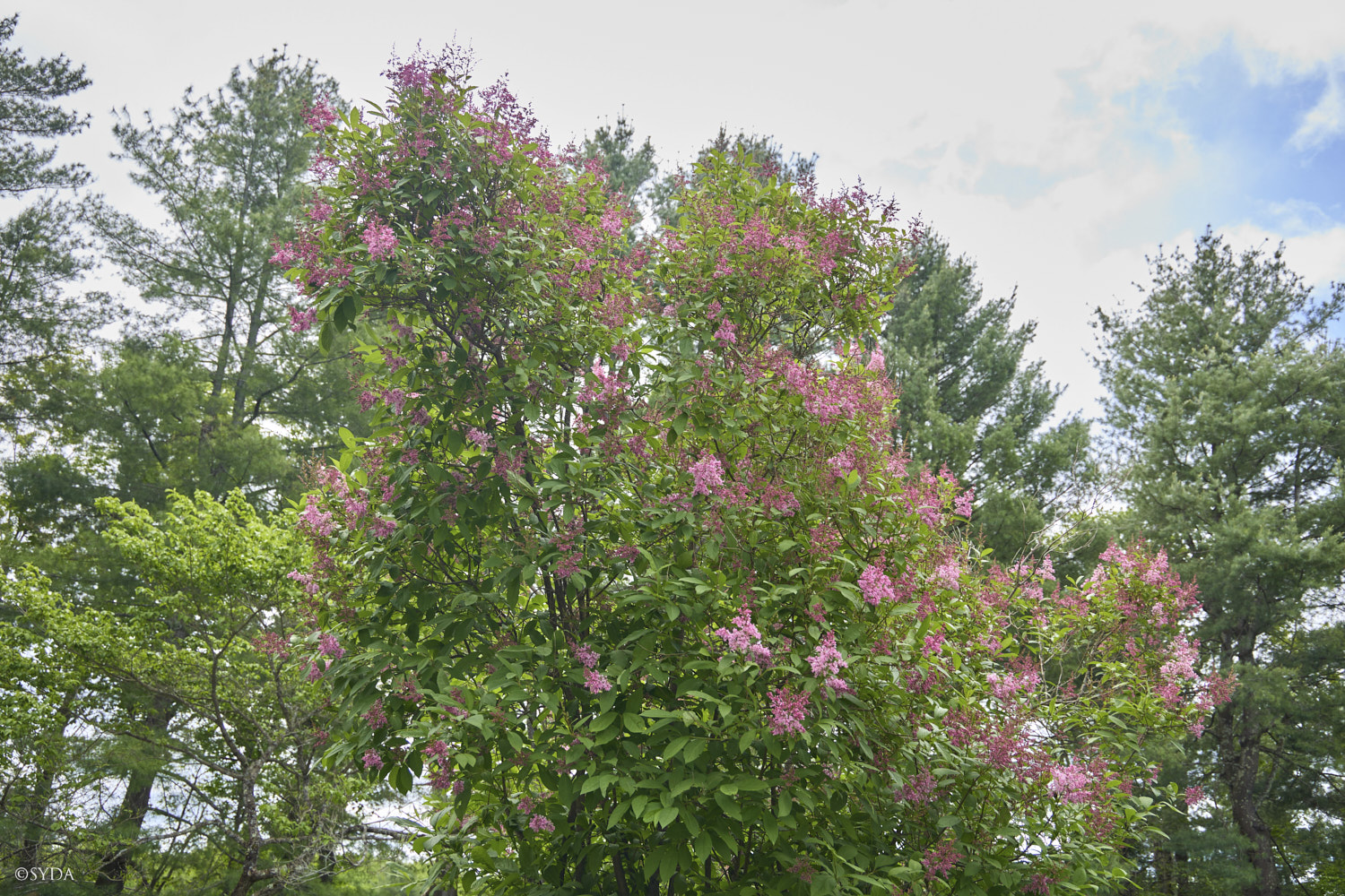 Nature Image