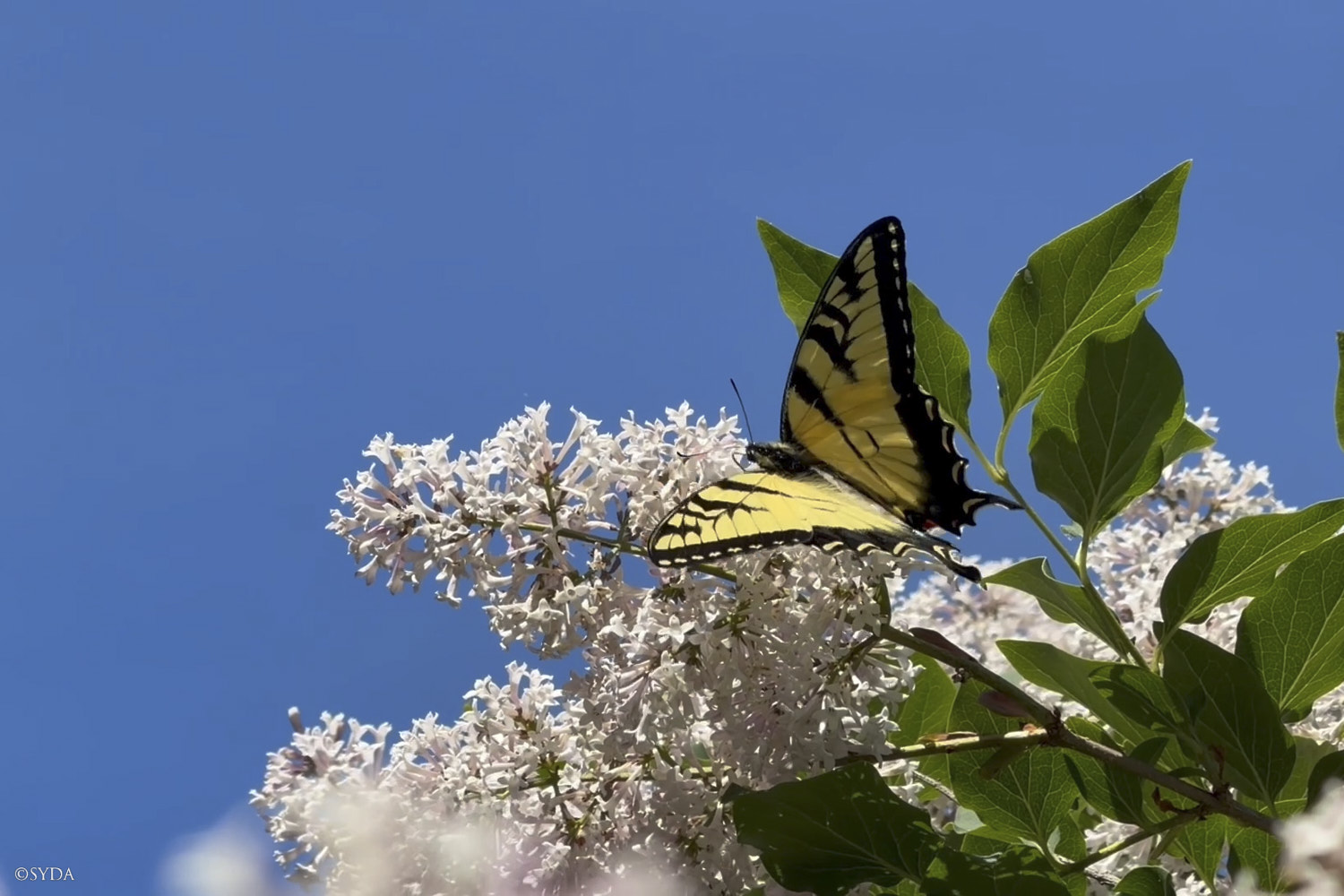 Nature Image