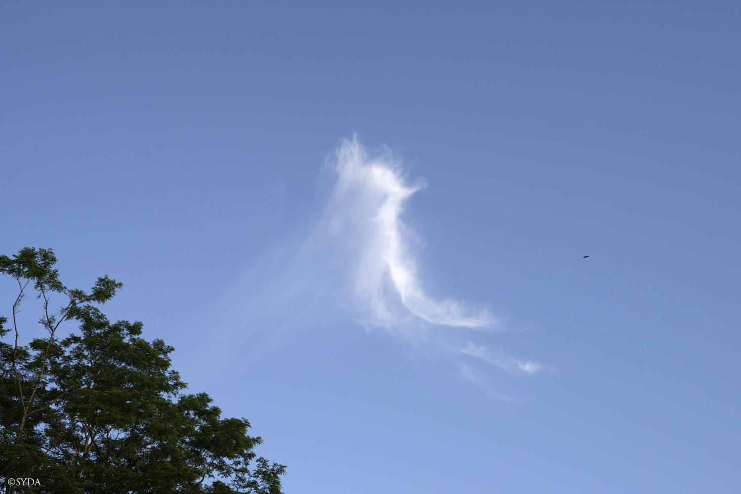 Nature Image