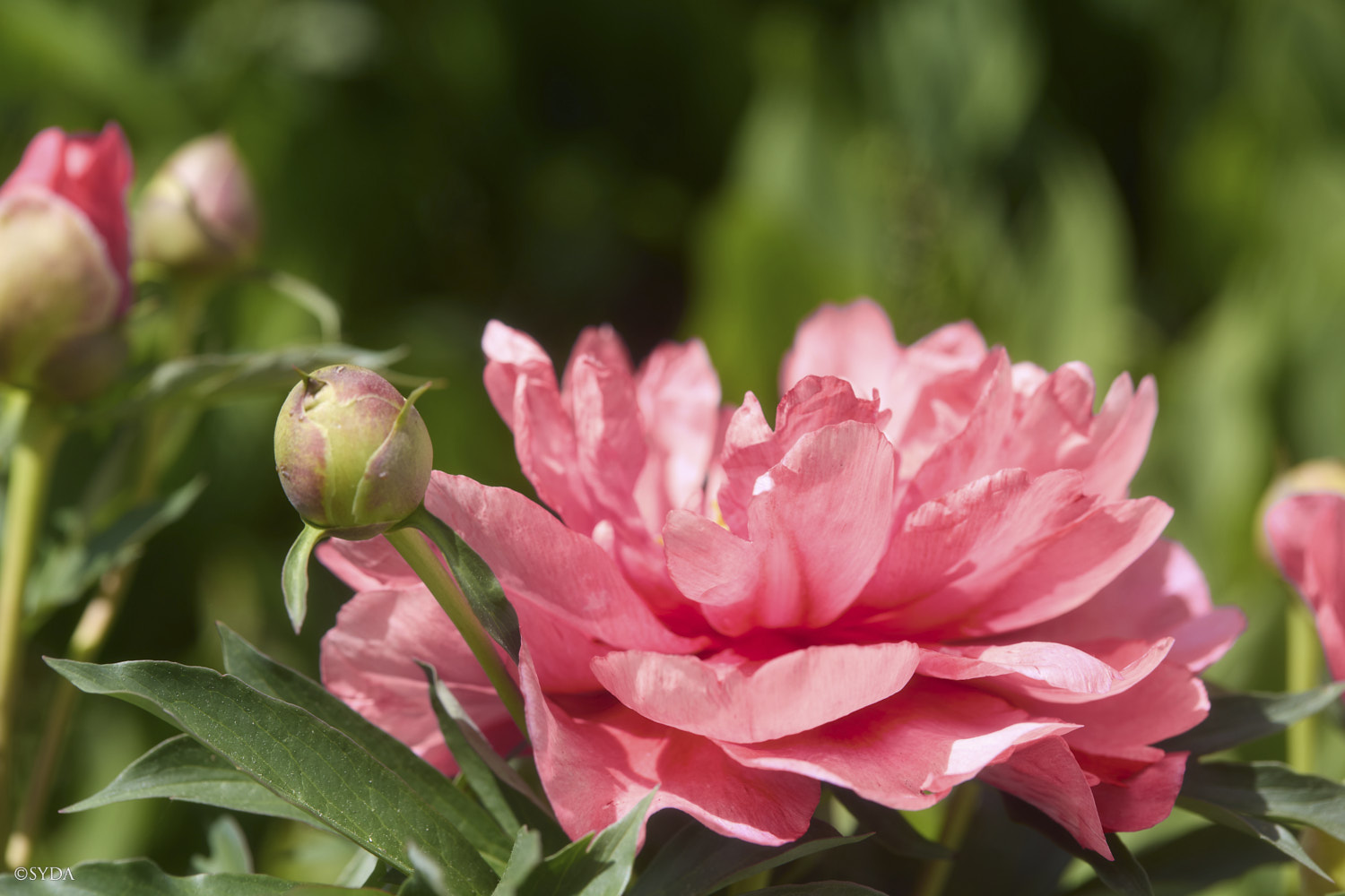 Nature Image