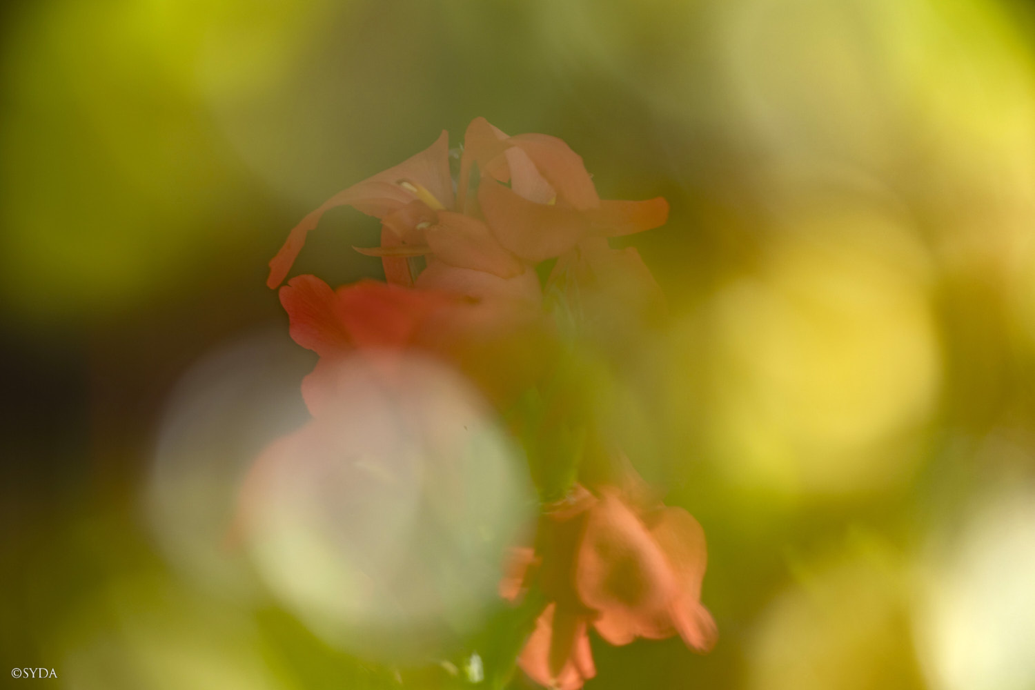 Nature Image