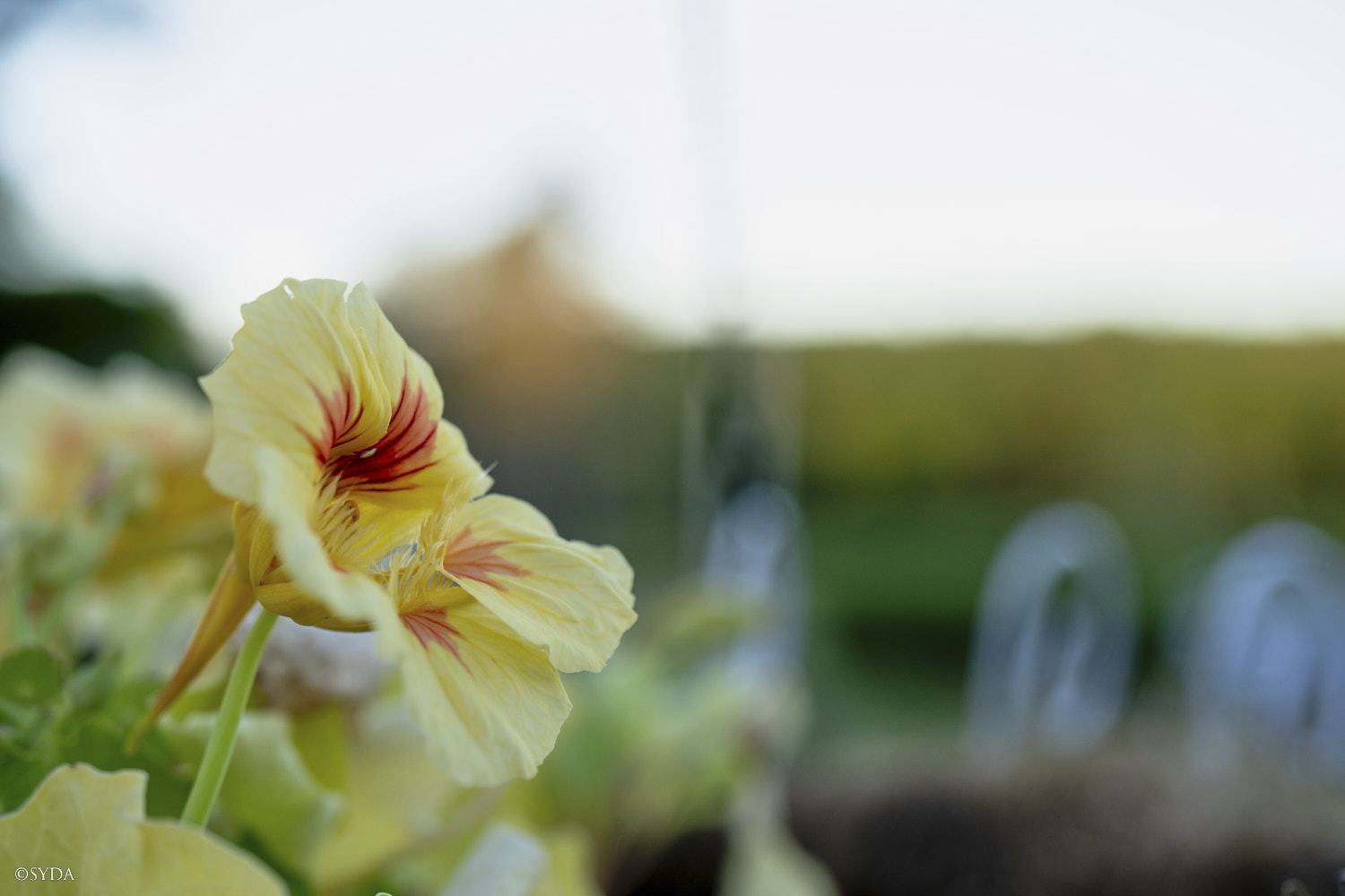 Nature Image
