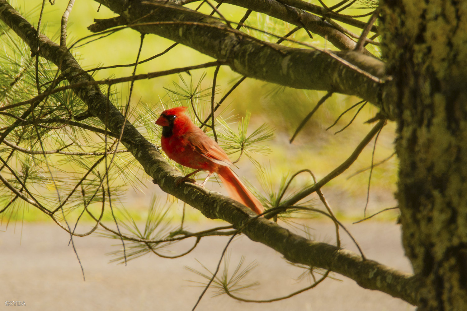 Nature Image