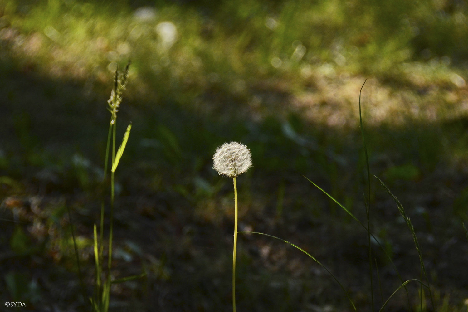 Nature Image