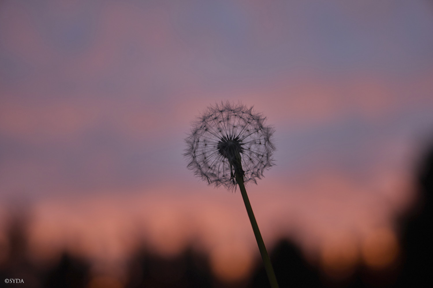Nature Image