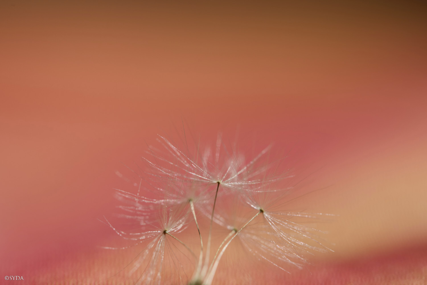 Nature Image