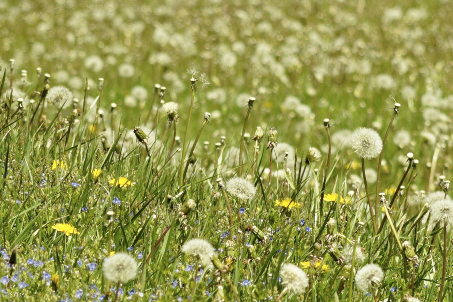 Nature Image