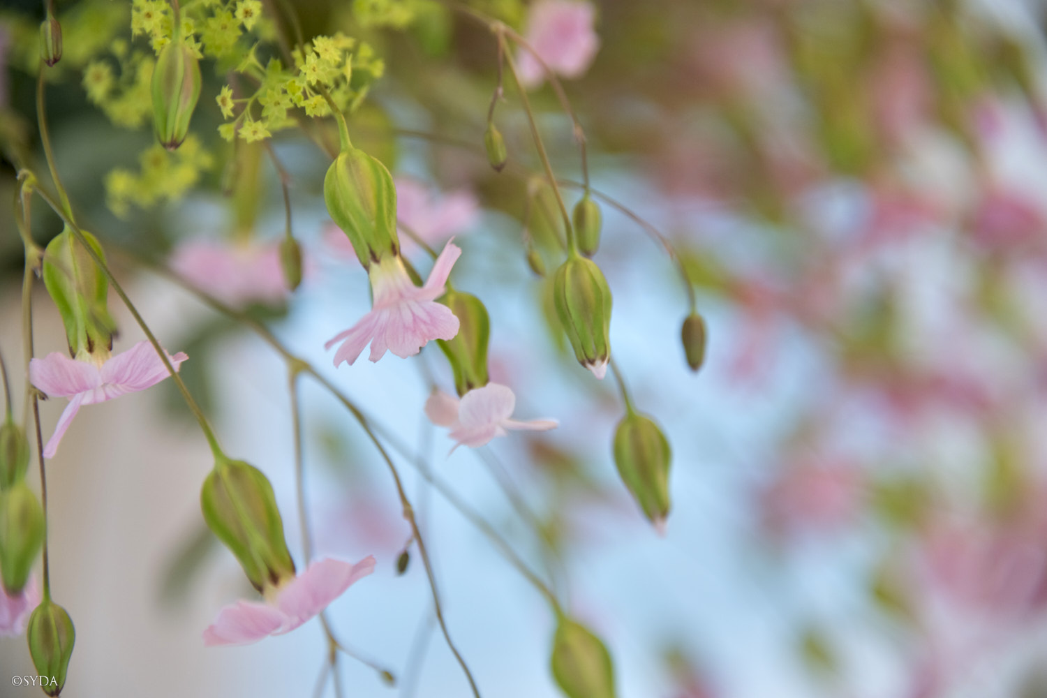 Nature Image