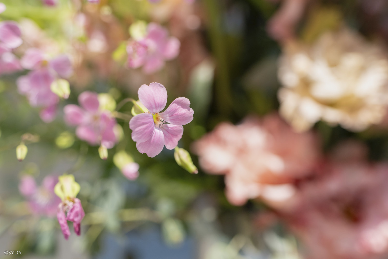 Nature Image