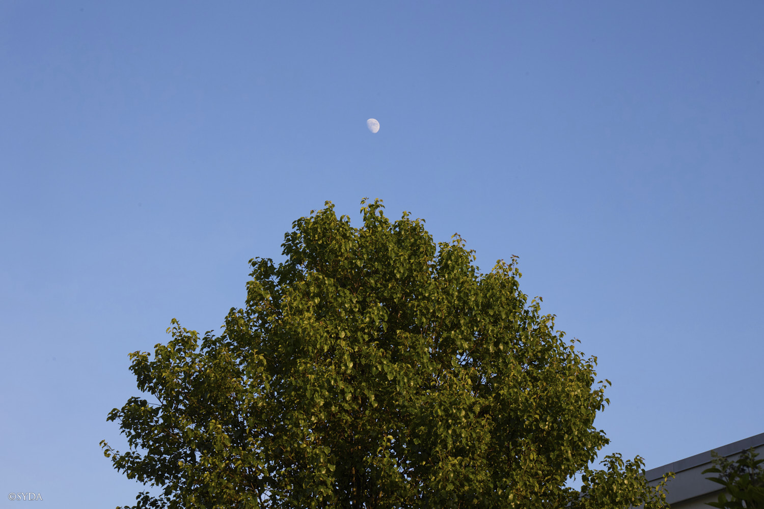 Nature Image