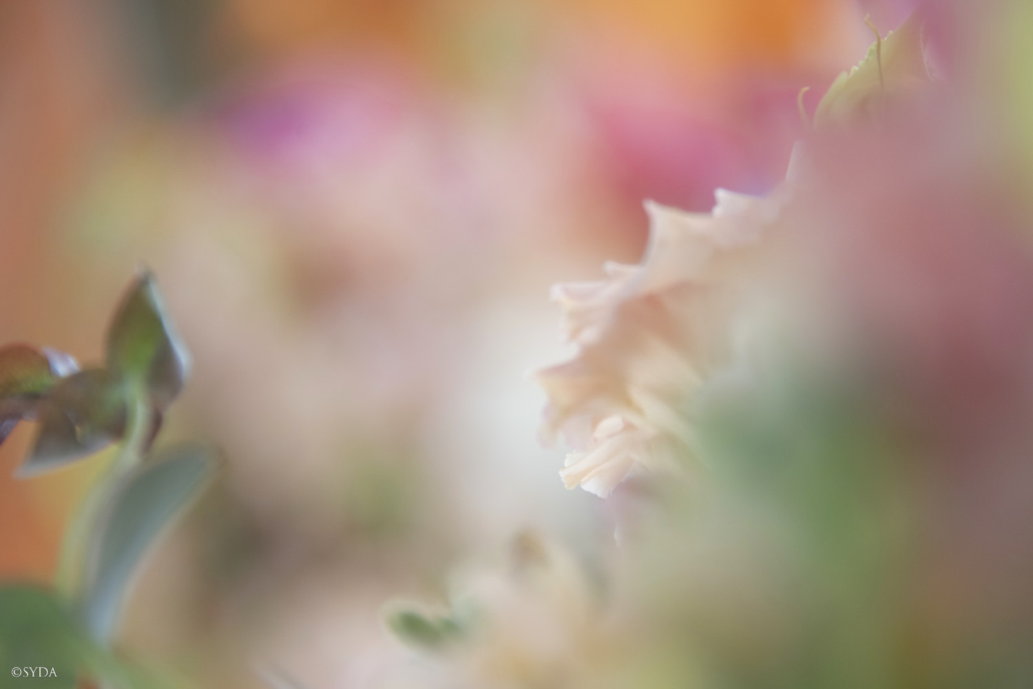 Nature Image
