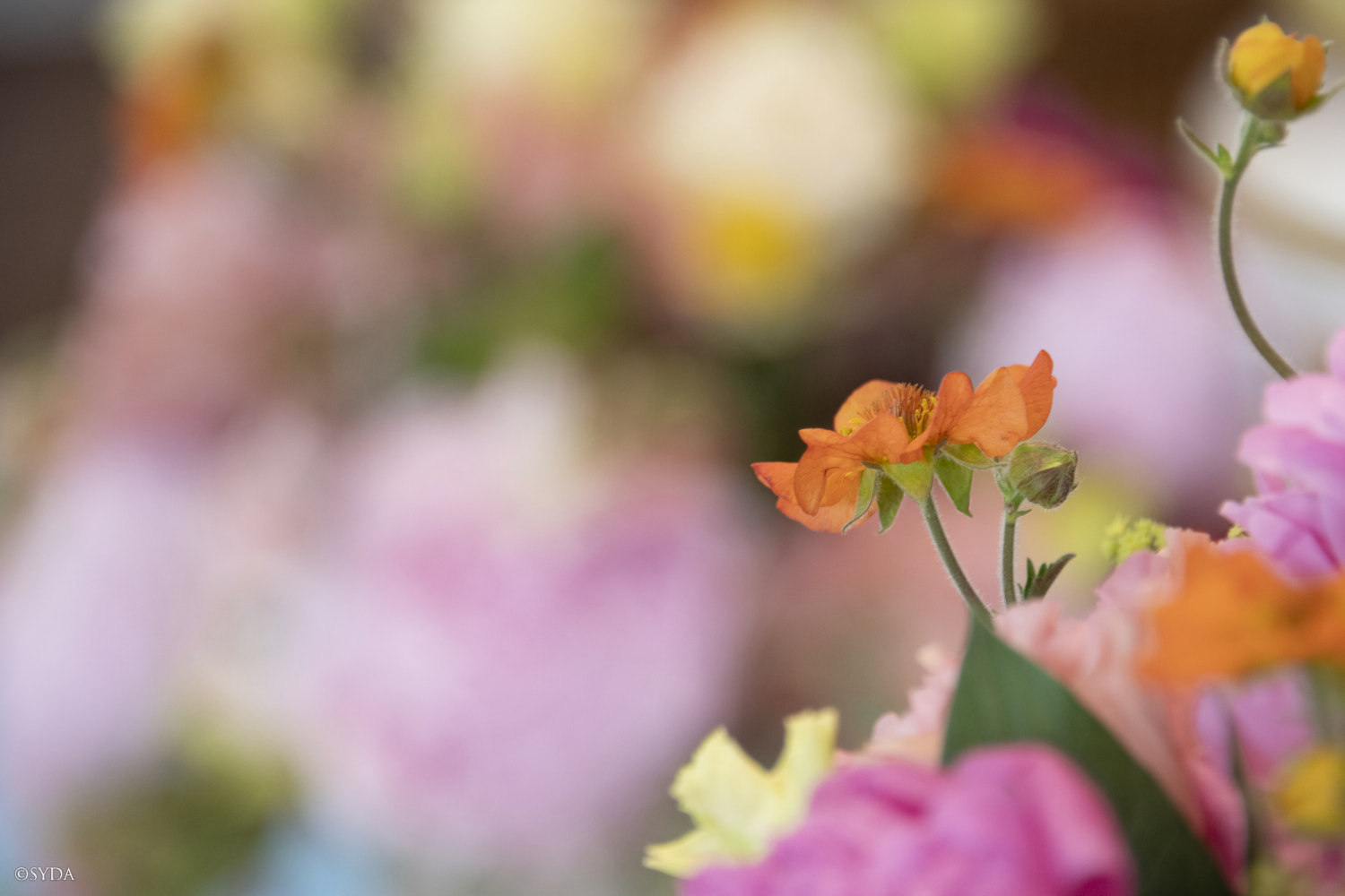 Nature Image