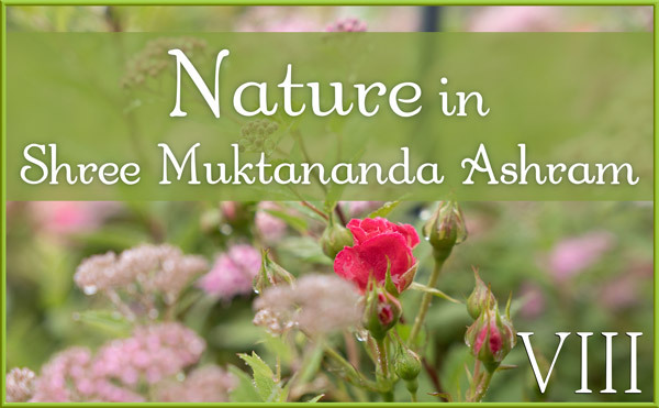 Nature Gallery VIII in June in Shree Muktananda Ashram