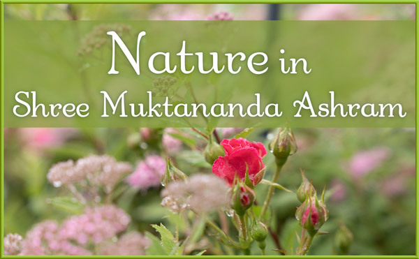Nature in June in Shree Muktananda Ashram