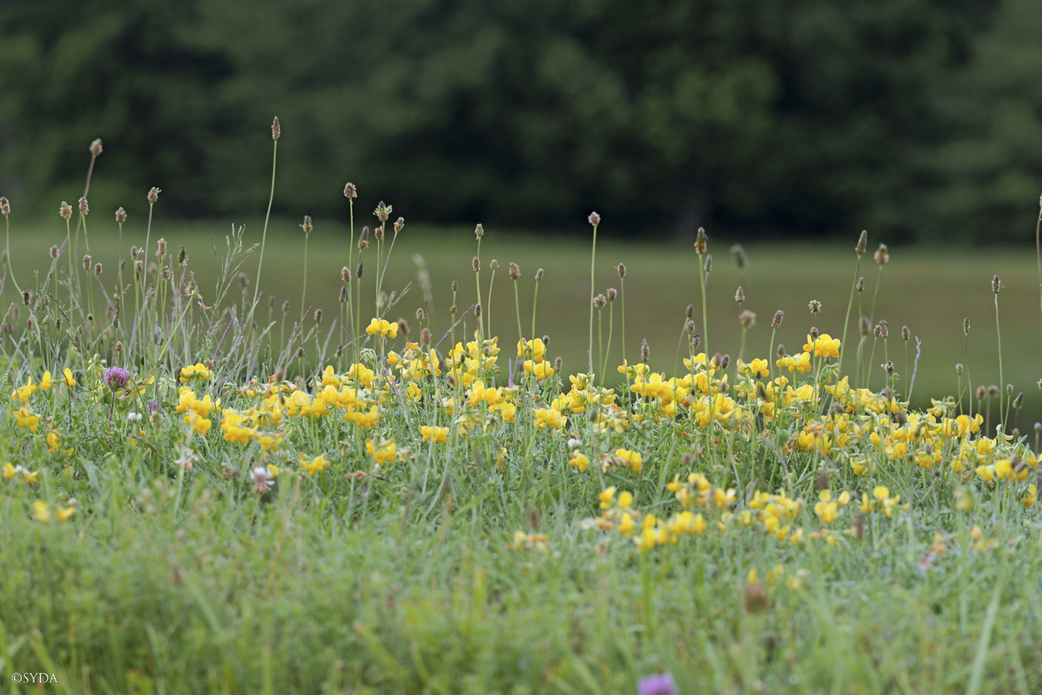 Nature Image