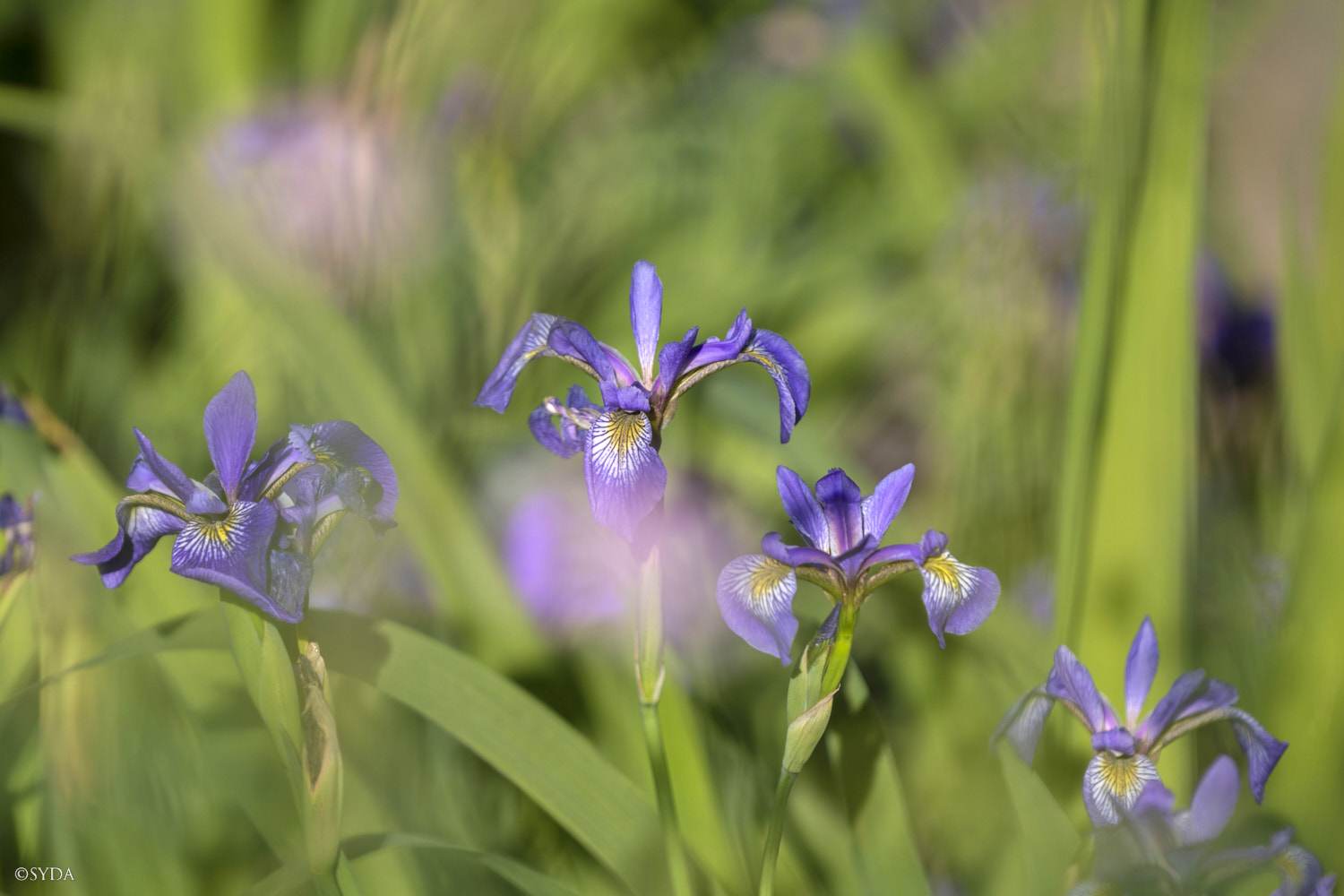 Nature Image