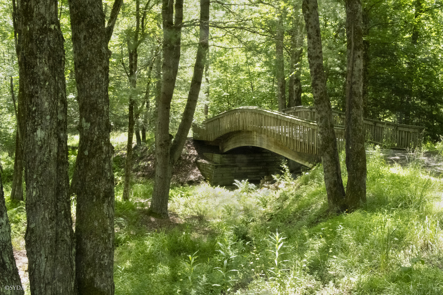 Nature Image