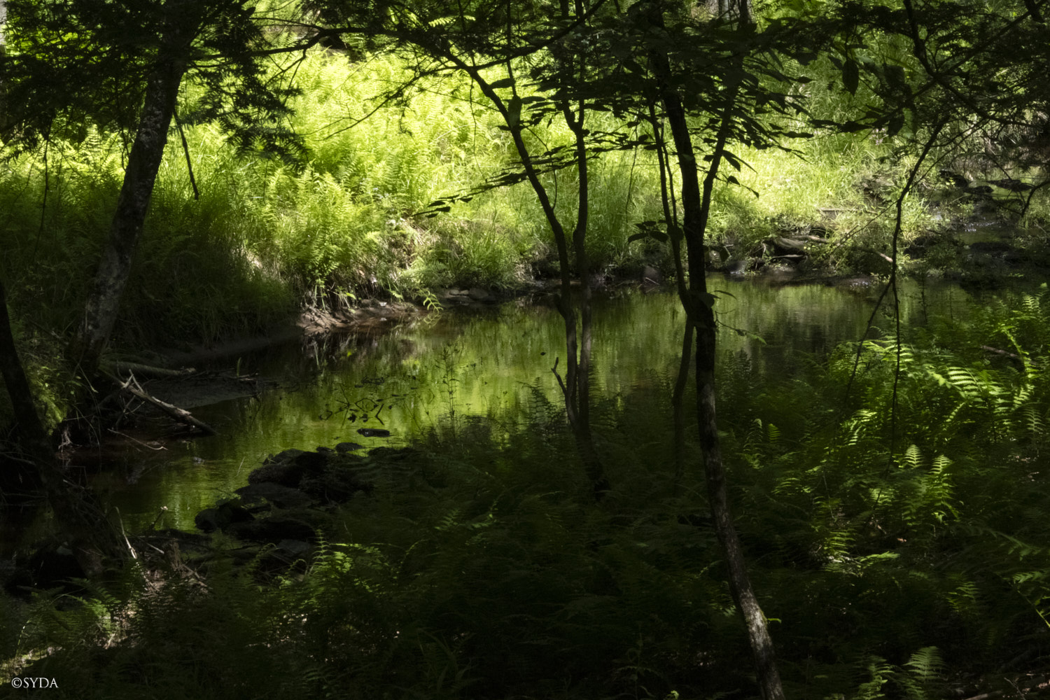 Nature Image