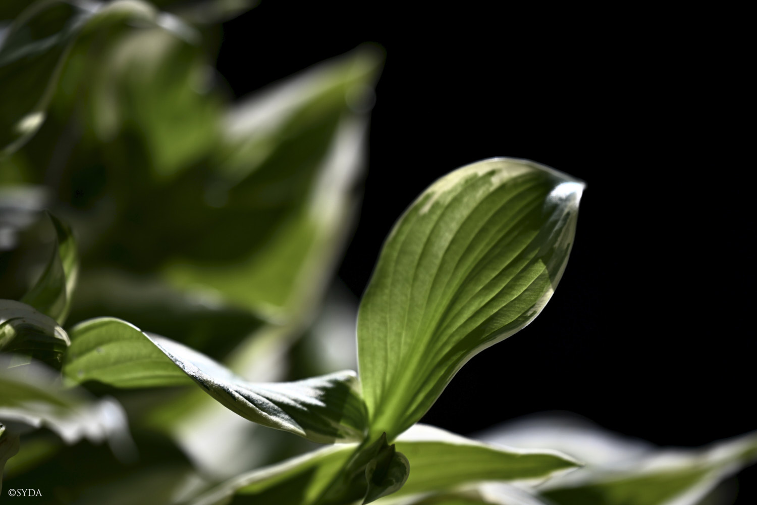 Nature Image