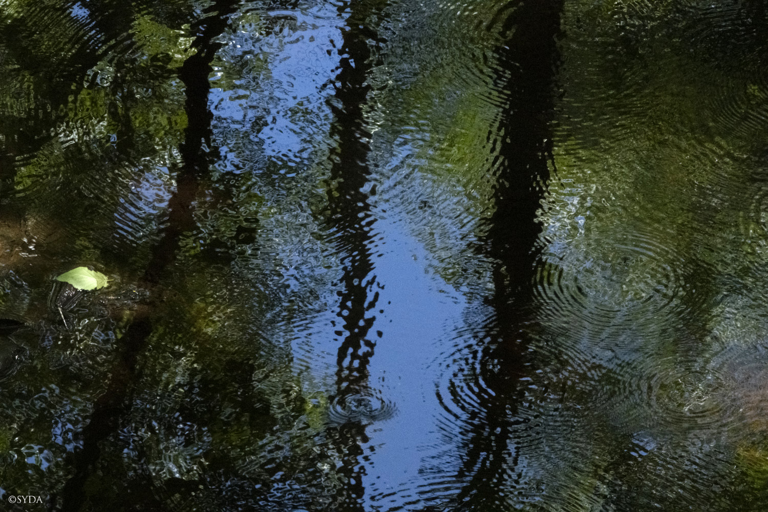 Nature Image