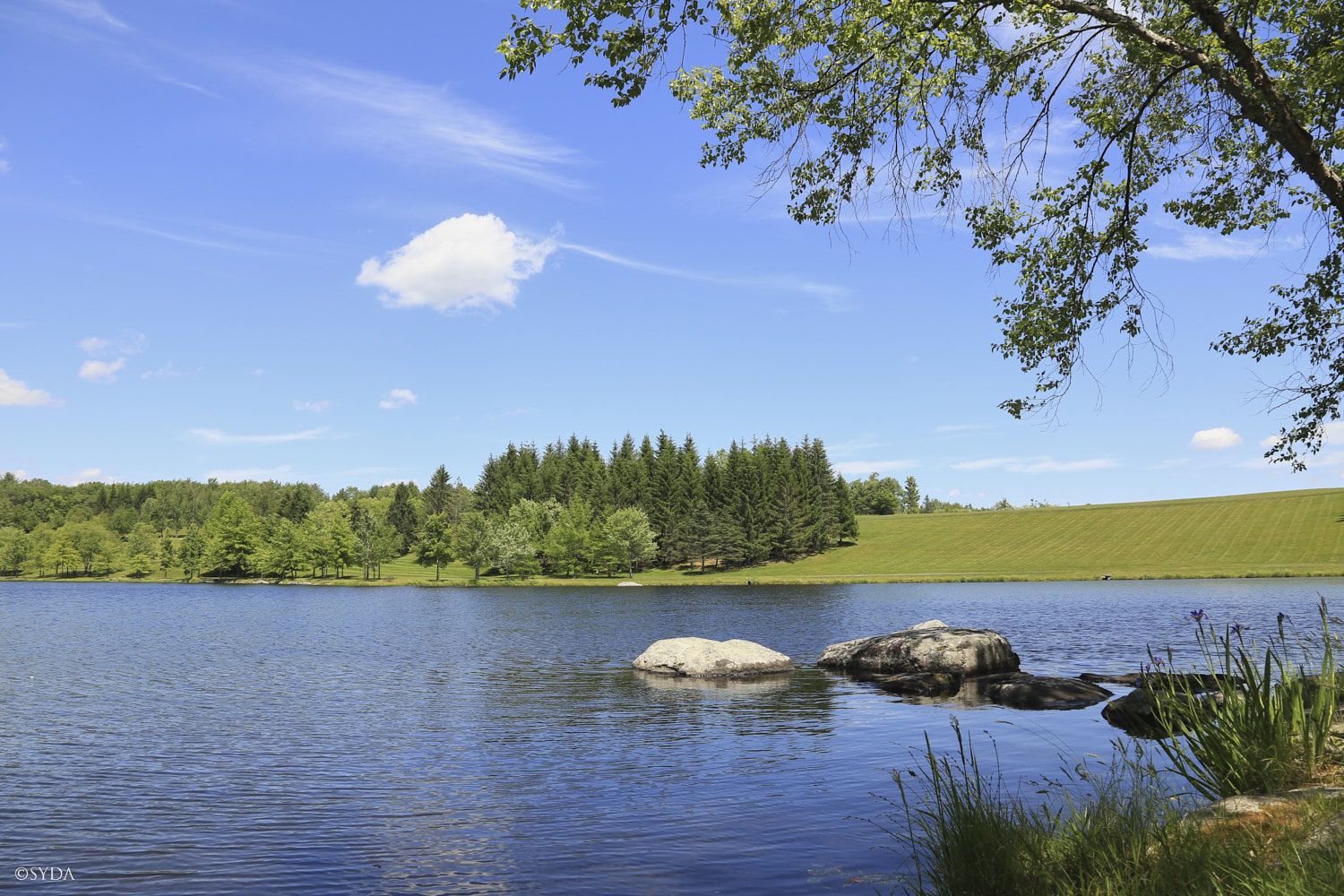 Nature Image
