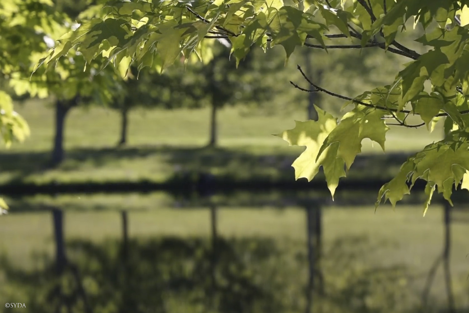 Nature Image