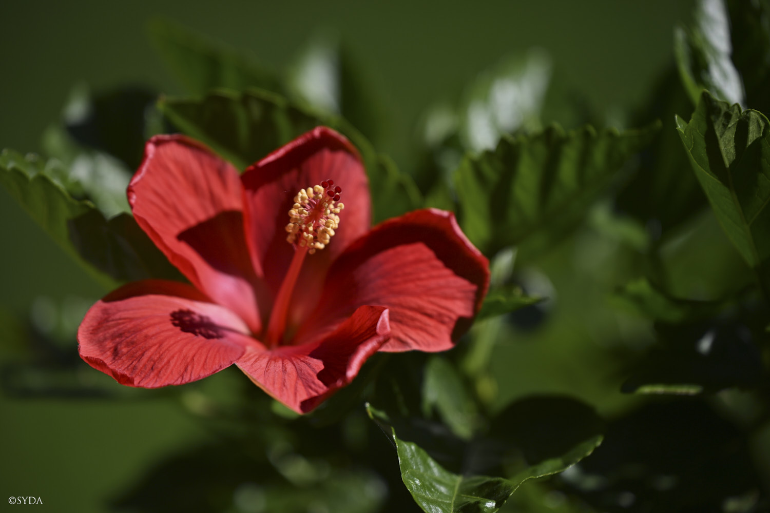 Nature Image