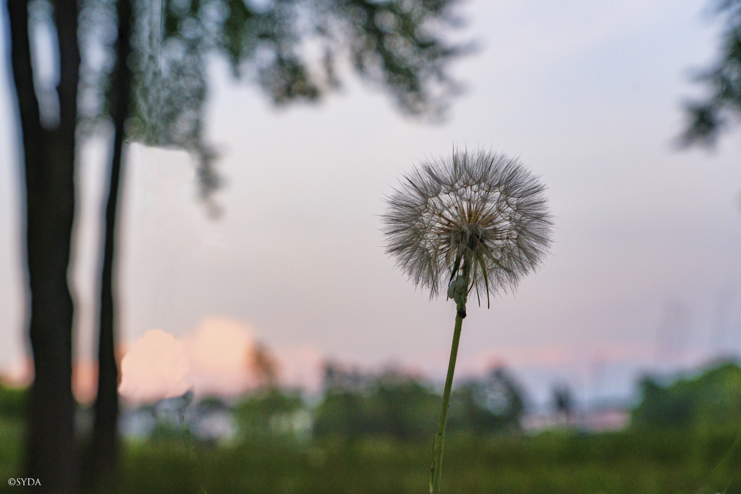 Nature Image