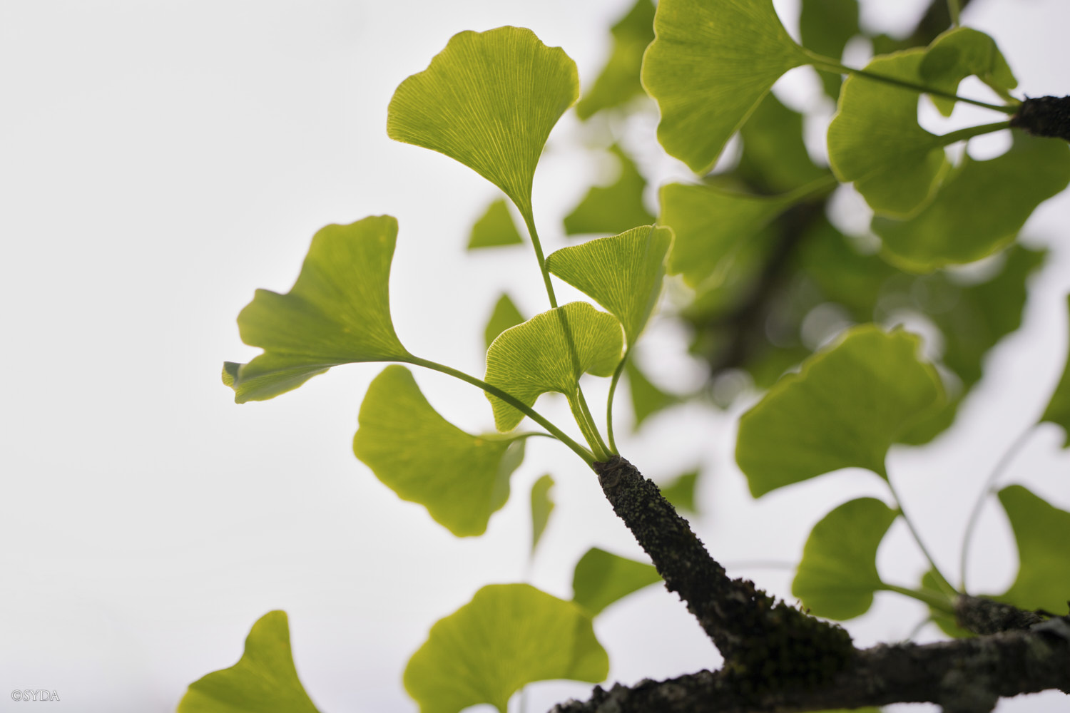 Nature Image
