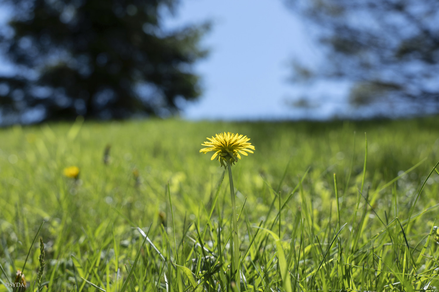 Nature Image
