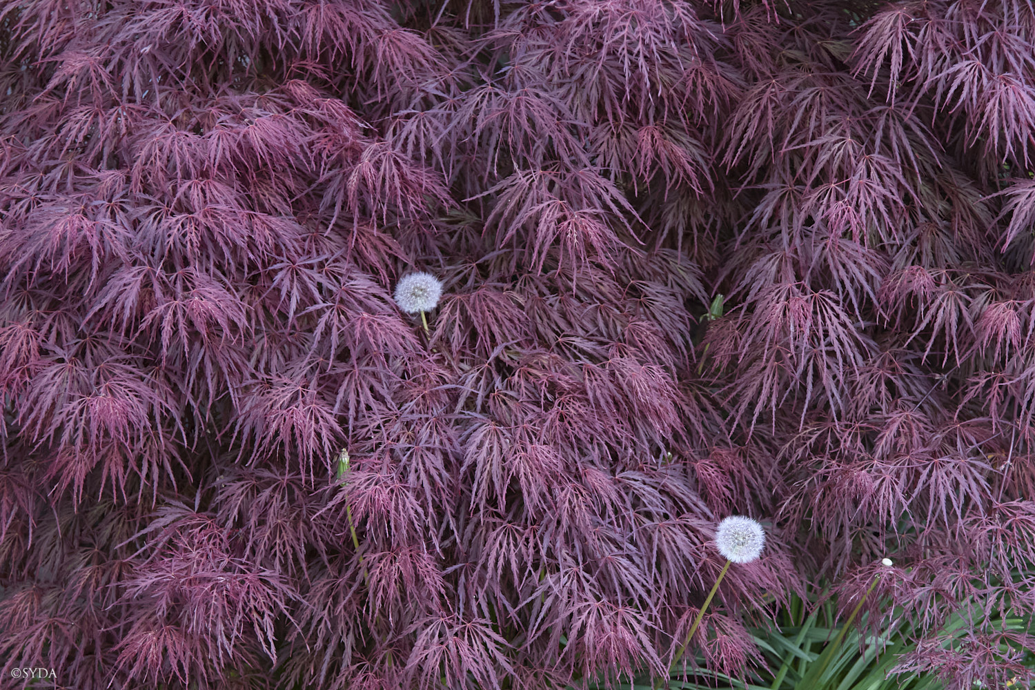 Nature Image