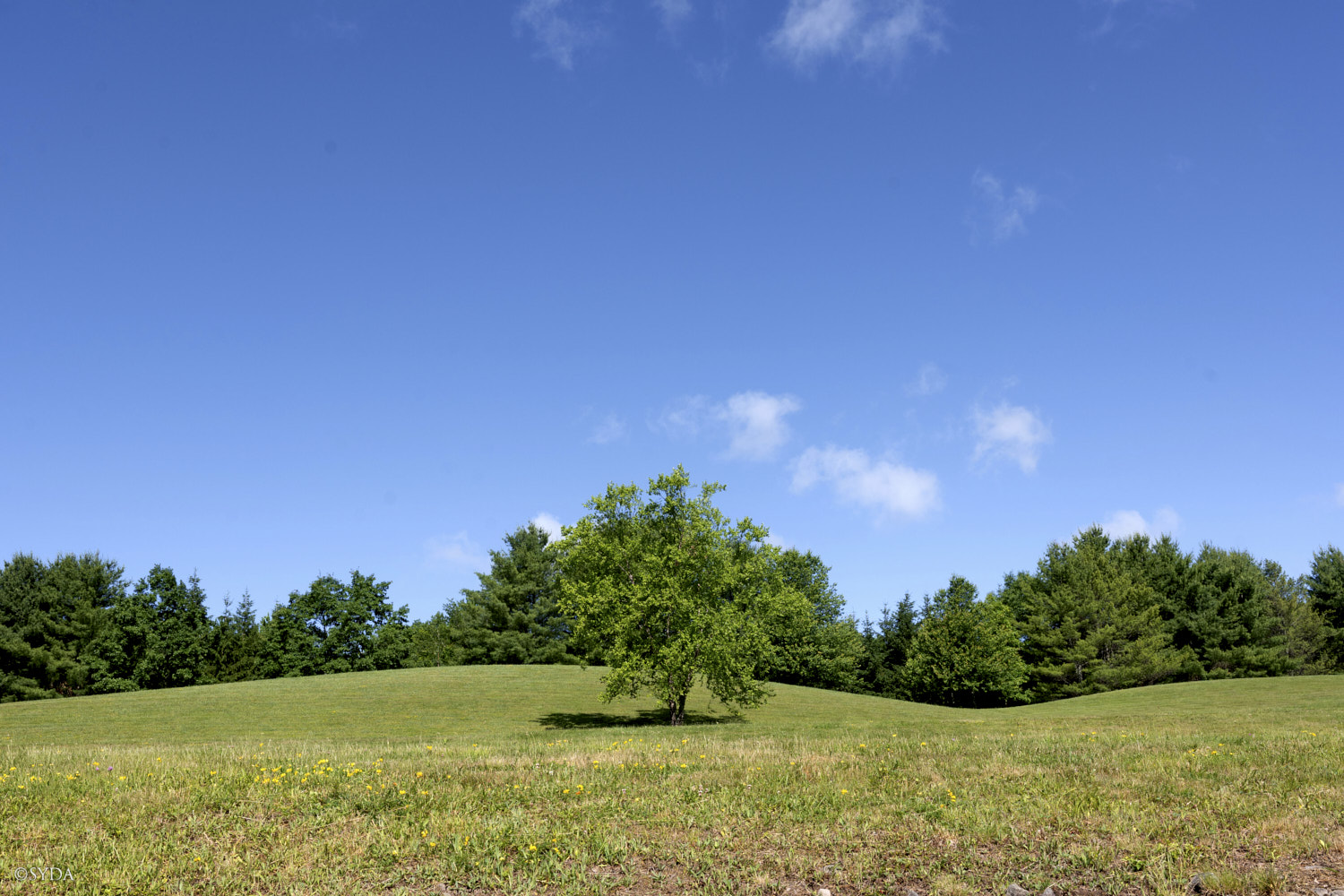 Nature Image