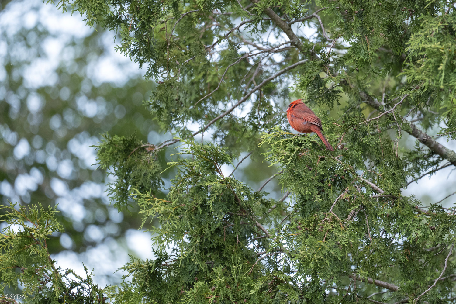Nature Image
