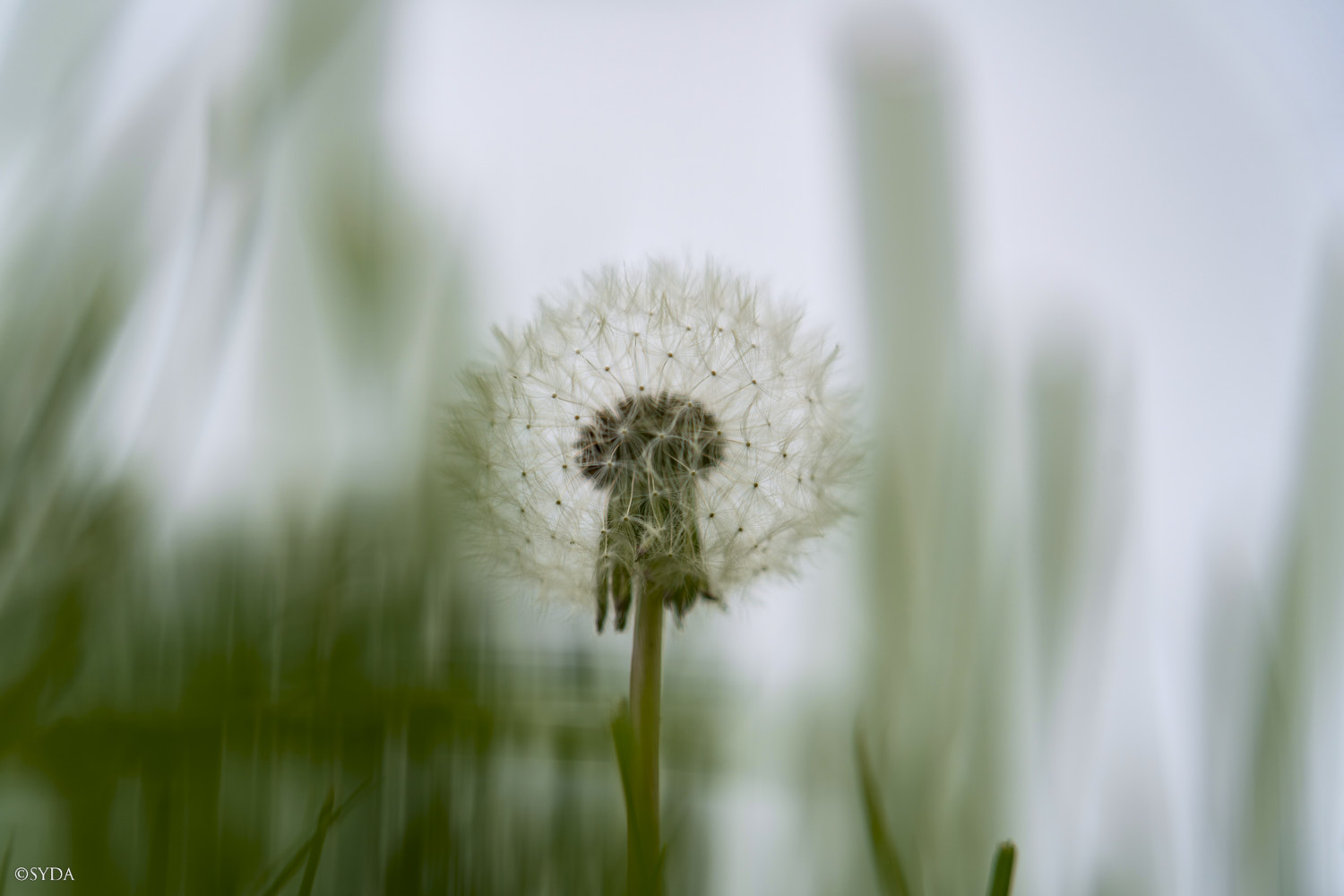 Nature Image